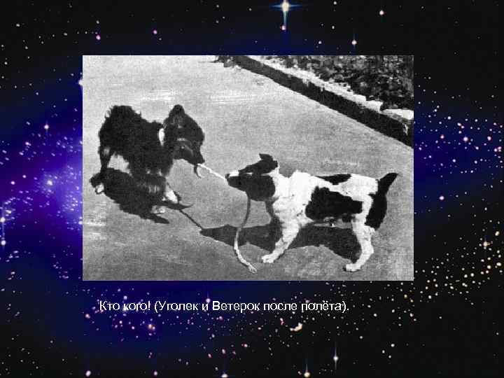 Кто кого! (Уголек и Ветерок после полёта). 