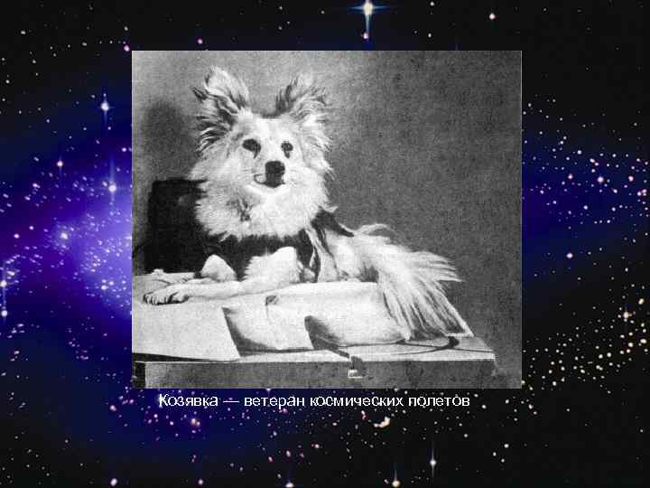 Козявка — ветеран космических полетов 