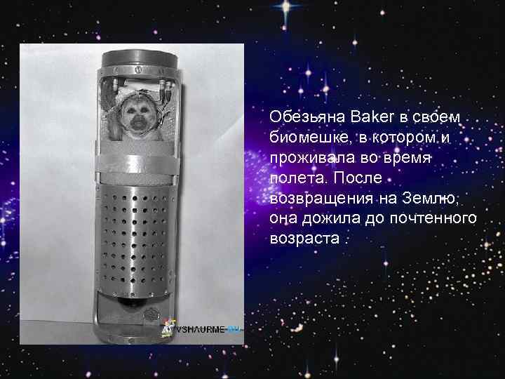 Обезьяна Baker в своем биомешке, в котором и проживала во время полета. После возвращения