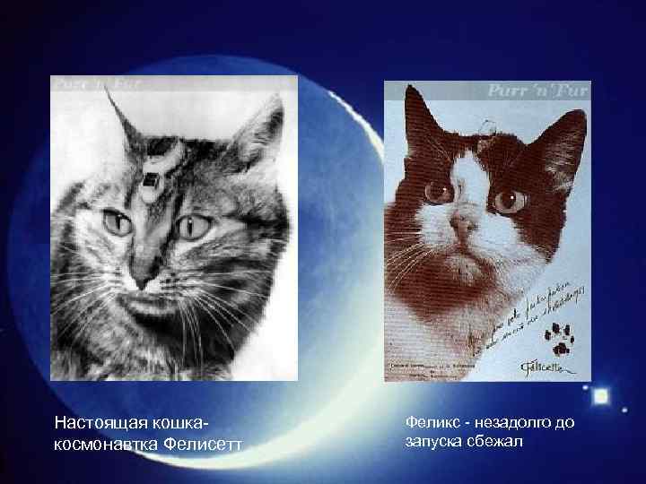 Настоящая кошкакосмонавтка Фелисетт Феликс - незадолго до запуска сбежал 