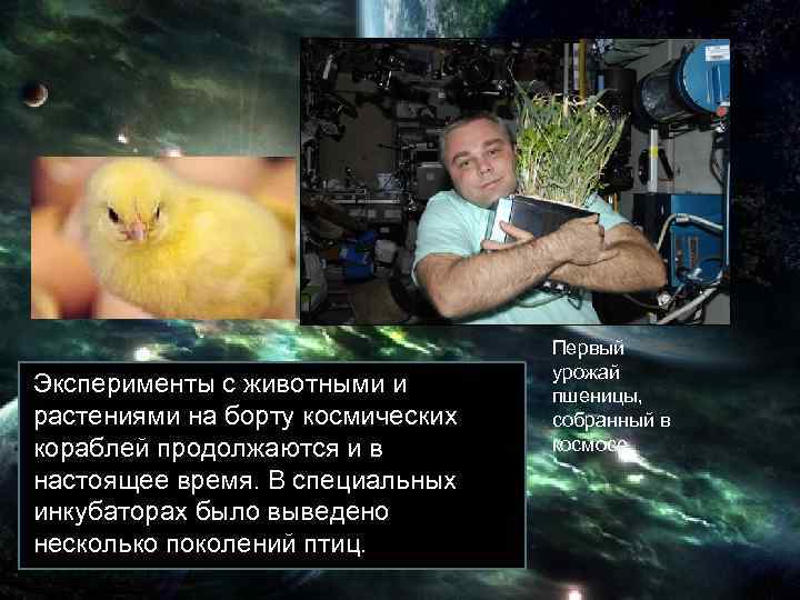 Эксперименты с животными и растениями на борту космических кораблей продолжаются и в настоящее время.