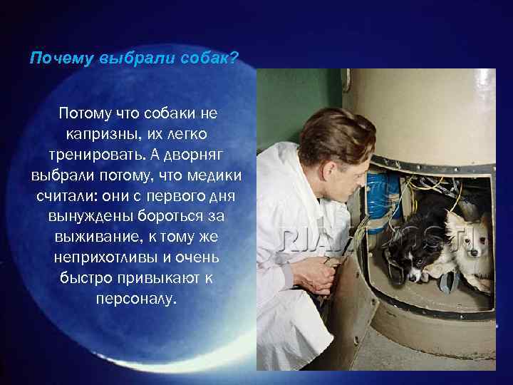 Почему выбрали собак? Потому что собаки не капризны, их легко тренировать. А дворняг выбрали