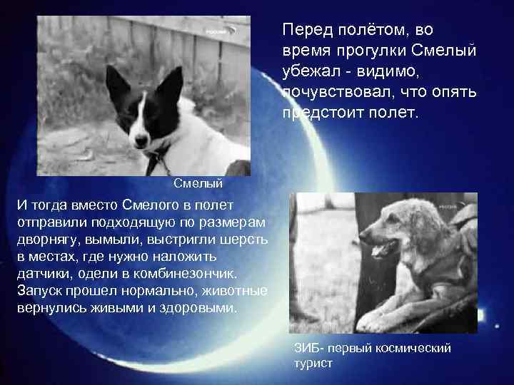 Перед полётом, во время прогулки Смелый убежал - видимо, почувствовал, что опять предстоит полет.