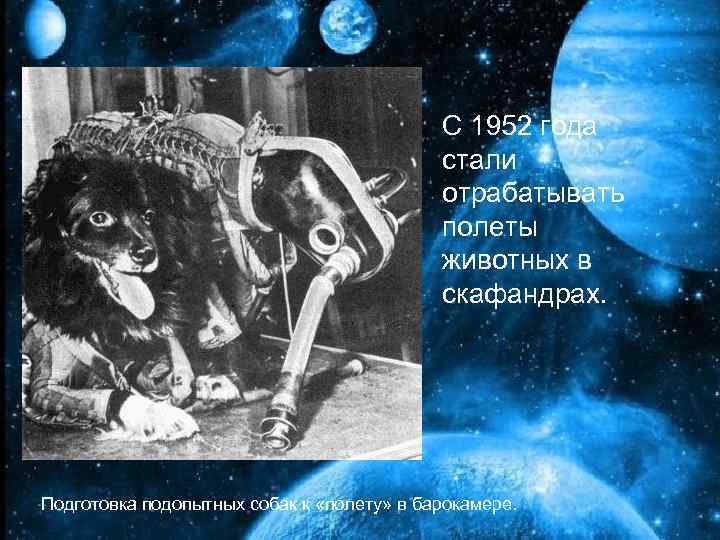 С 1952 года стали отрабатывать полеты животных в скафандрах. Подготовка подопытных собак к «полету»