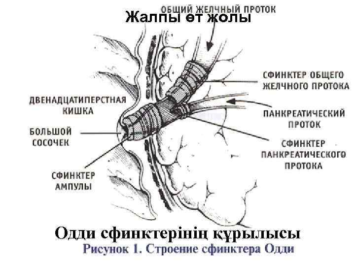 Жалпы өт жолы Одди сфинктерінің құрылысы 