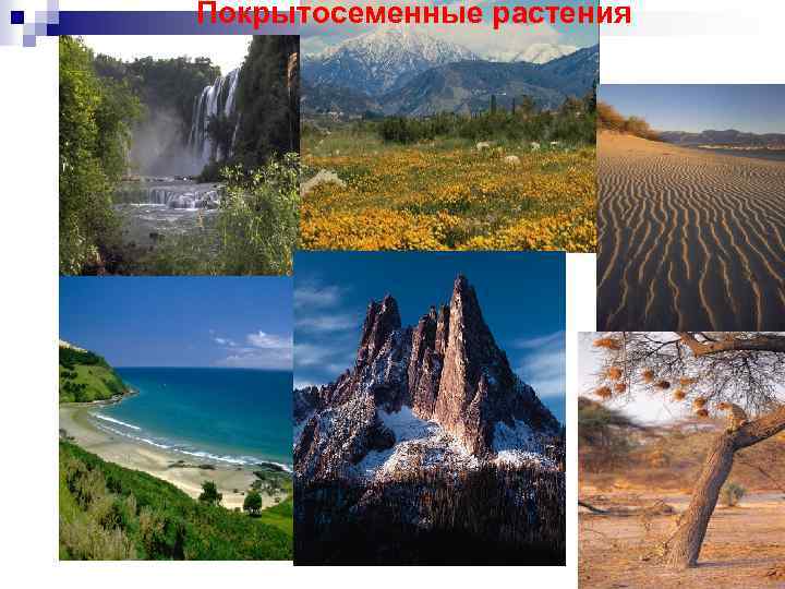 Покрытосеменные растения 