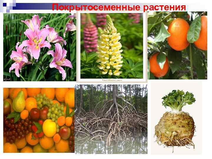 Покрытосеменные растения 