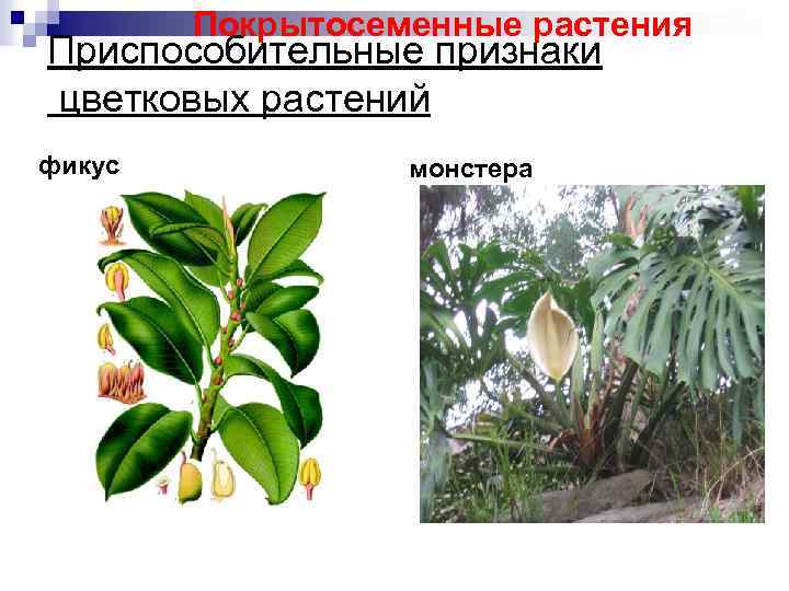 Покрытосеменные растения Приспособительные признаки цветковых растений фикус монстера 