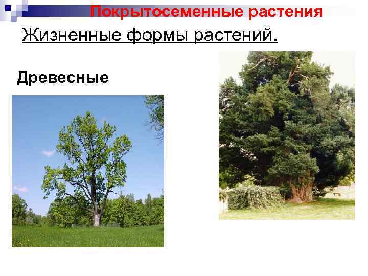 Покрытосеменные растения Жизненные формы растений. Древесные 