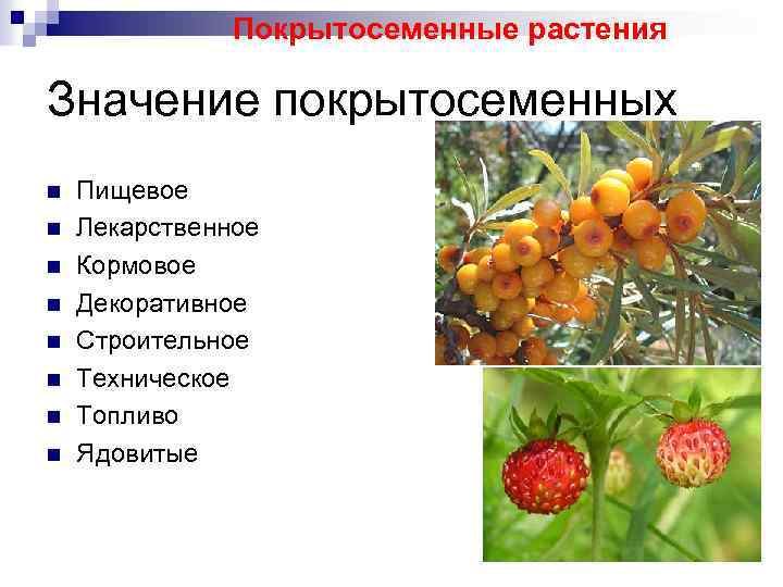 Покрытосеменные растения Значение покрытосеменных n n n n Пищевое Лекарственное Кормовое Декоративное Строительное Техническое