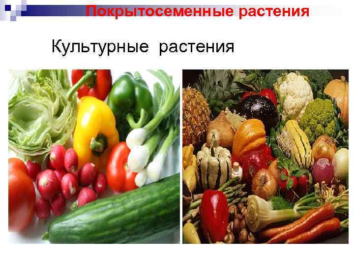 Покрытосеменные растения Культурные растения 