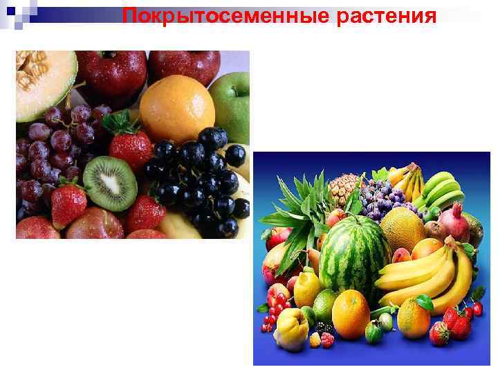 Покрытосеменные растения 