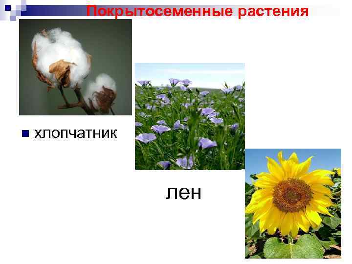 Покрытосеменные растения n хлопчатник лен 