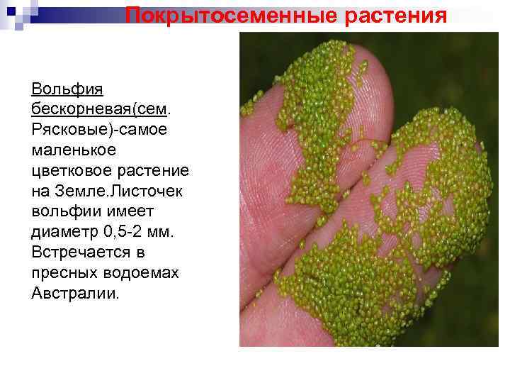 Покрытосеменные растения Вольфия бескорневая(сем. Рясковые)-самое маленькое цветковое растение на Земле. Листочек вольфии имеет диаметр