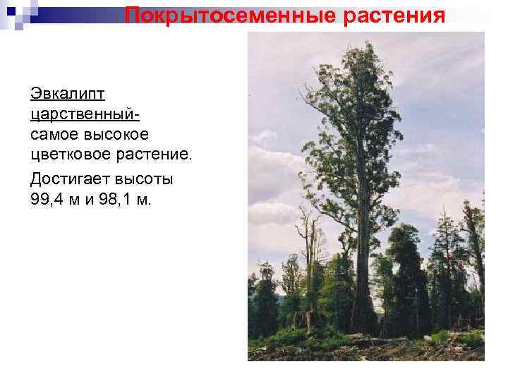 Покрытосеменные растения Эвкалипт царственныйсамое высокое цветковое растение. Достигает высоты 99, 4 м и 98,