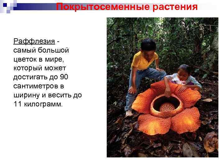 Покрытосеменные растения Раффлезия самый большой цветок в мире, который может достигать до 90 сантиметров