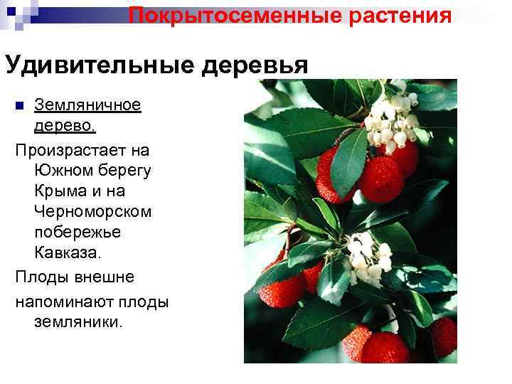 Покрытосеменные растения Удивительные деревья Земляничное дерево. Произрастает на Южном берегу Крыма и на Черноморском