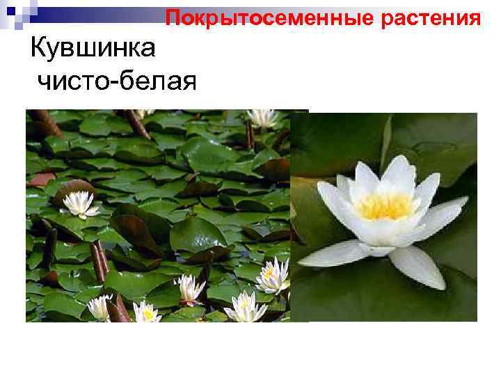 Покрытосеменные растения Кувшинка чисто-белая 