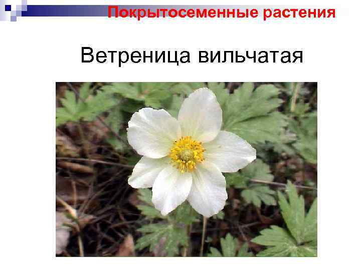 Покрытосеменные растения Ветреница вильчатая 