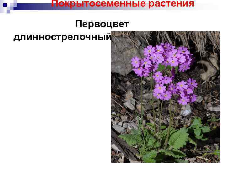 Покрытосеменные растения Первоцвет длиннострелочный 