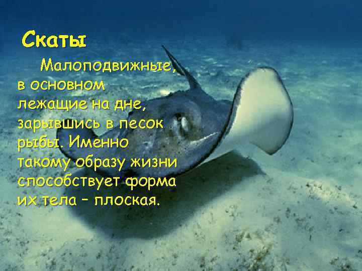 Скаты Малоподвижные, в основном лежащие на дне, зарывшись в песок рыбы. Именно такому образу