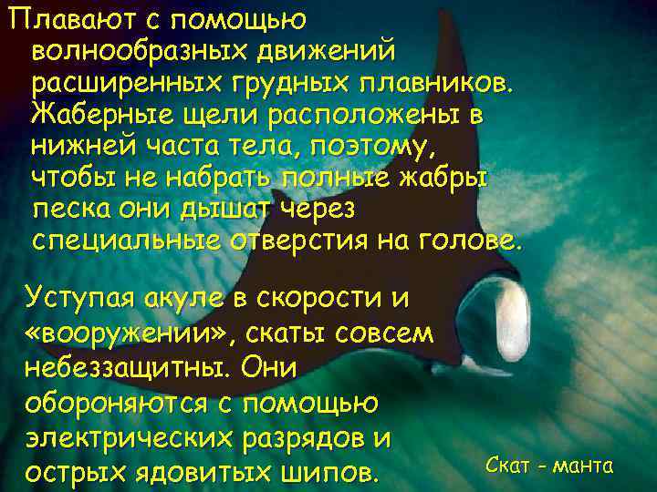 Плавают с помощью волнообразных движений расширенных грудных плавников. Жаберные щели расположены в нижней часта