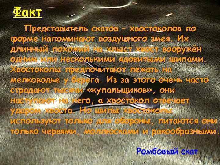 Факт Представитель скатов – хвостоколов по форме напоминают воздушного змея. Их длинный похожий на