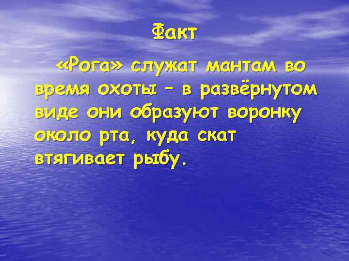 Факт «Рога» служат мантам во время охоты – в развёрнутом виде они образуют воронку