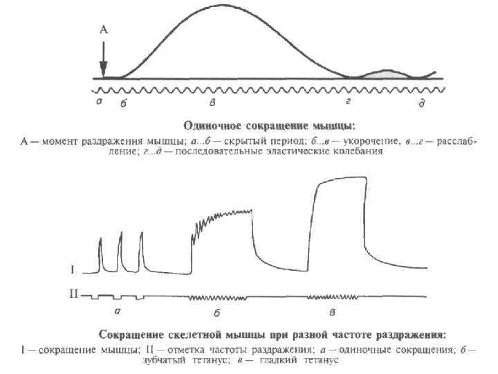 Период сокращения. Одиночное сокращение мышцы физиология. Одиночное мышечное сокращение скелетной мышцы. Схема одиночного мышечного сокращения. График сокращения скелетной мышцы.