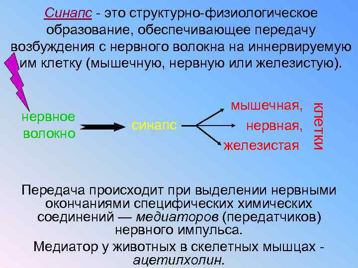 Синапс - это структурно-физиологическое образование, обеспечивающее передачу возбуждения с нервного волокна на иннервируемую им