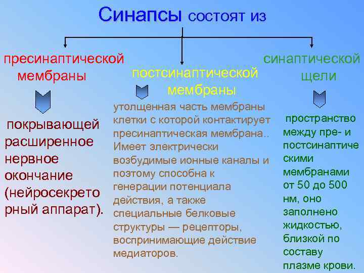 Синапсы состоят из пресинаптической постсинаптической мембраны щели мембраны утолщенная часть мембраны покрывающей расширенное нервное
