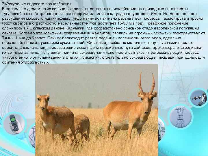 7)Оскудение видового разнообразия В последнее десятилетие сильно выросло антропогенное воздействие на природные ландшафты тундровой