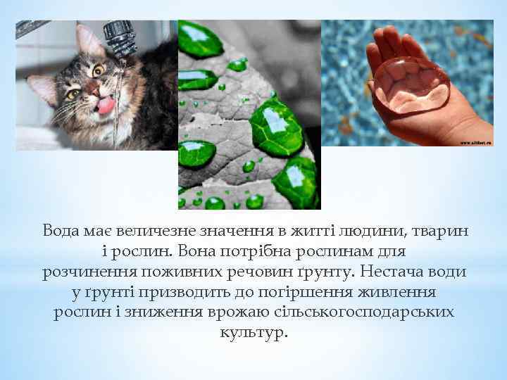 Вода має величезне значення в житті людини, тварин і рослин. Вона потрібна рослинам для