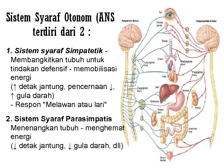 Sistem Syaraf Otonom (ANS) terdiri dari 2 : 1. Sistem syaraf Simpatetik Membangkitkan tubuh