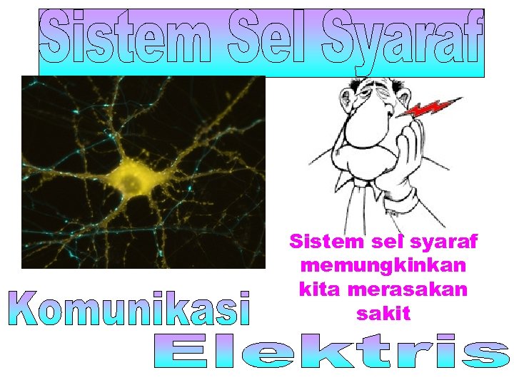 Sistem sel syaraf memungkinkan kita merasakan sakit 