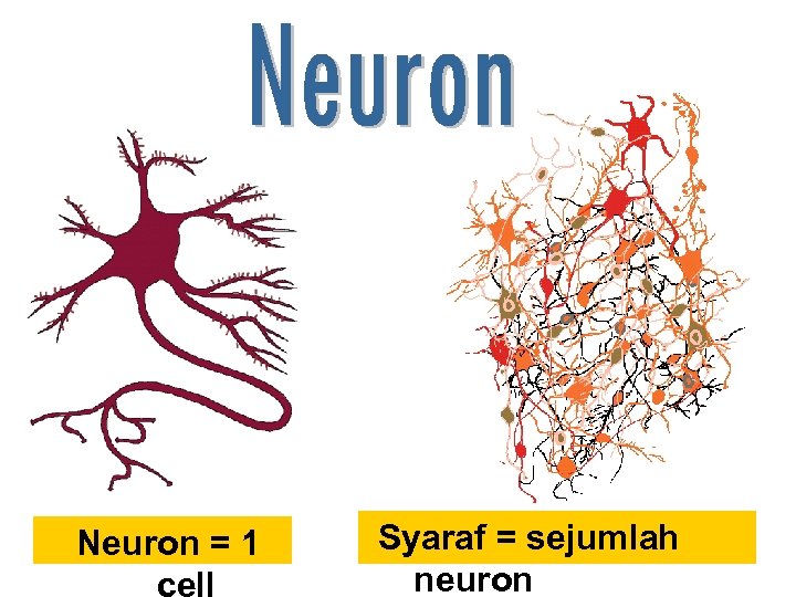 Neuron = 1 Syaraf = sejumlah neuron 