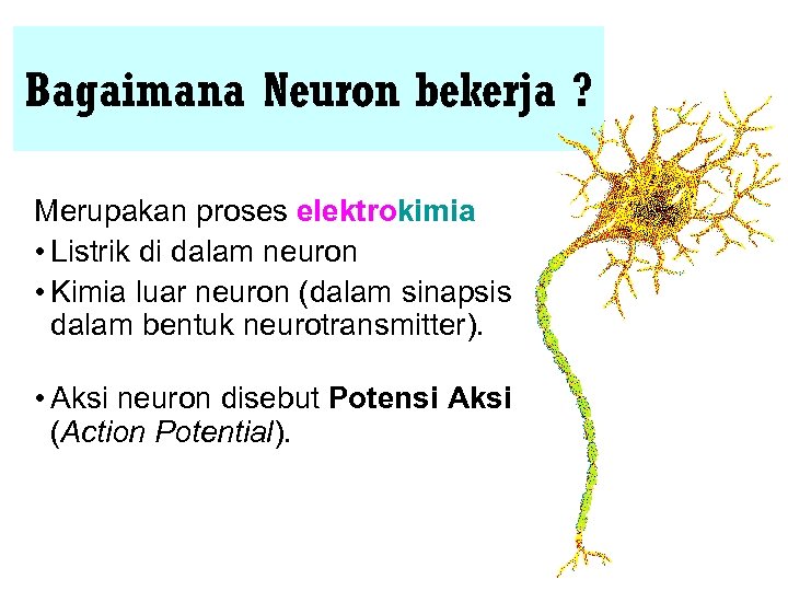 Bagaimana Neuron bekerja ? Merupakan proses elektrokimia • Listrik di dalam neuron • Kimia