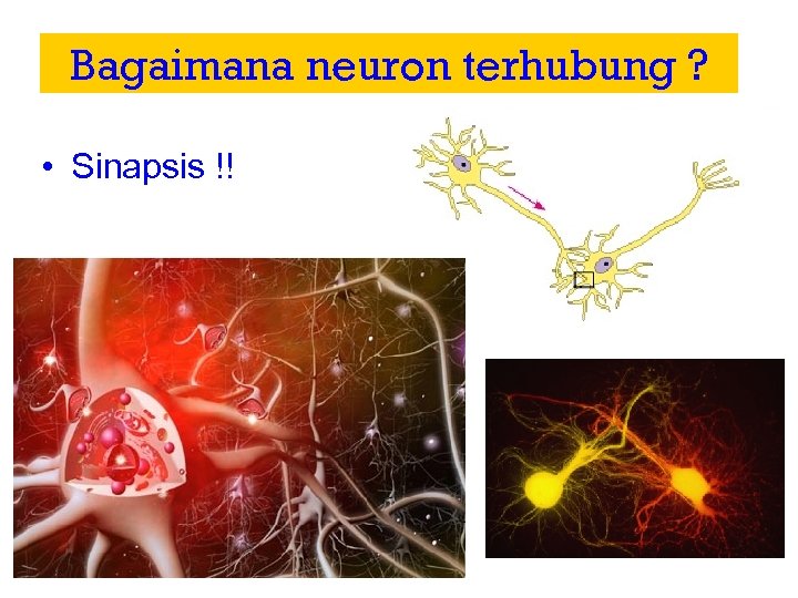 Bagaimana neuron terhubung ? • Sinapsis !! 