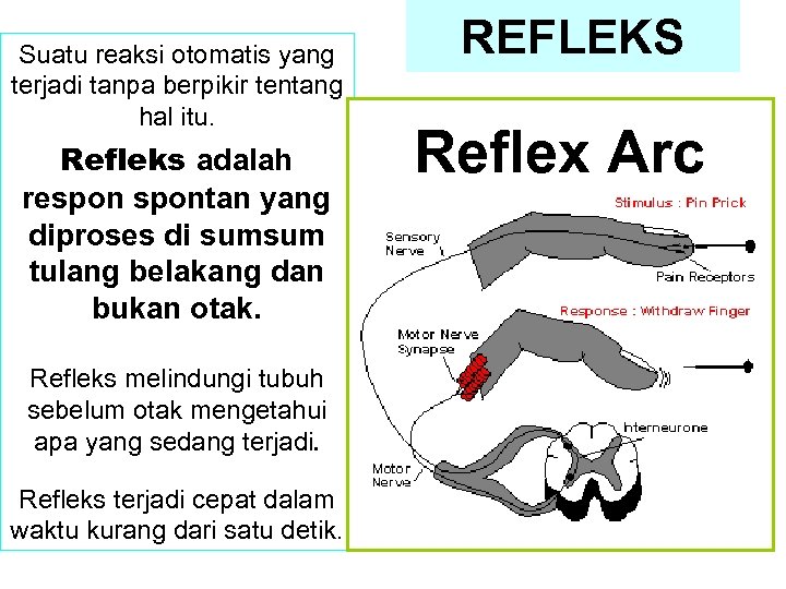 Suatu reaksi otomatis yang terjadi tanpa berpikir tentang hal itu. Refleks adalah respontan yang