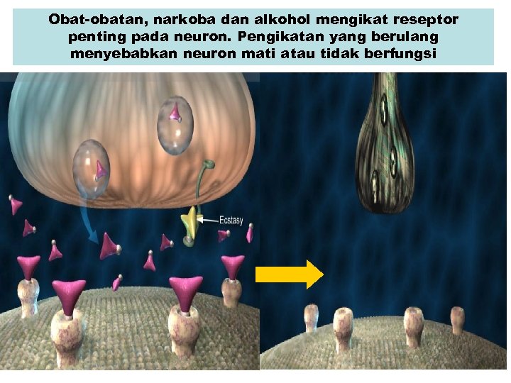 Obat-obatan, narkoba dan alkohol mengikat reseptor penting pada neuron. Pengikatan yang berulang menyebabkan neuron