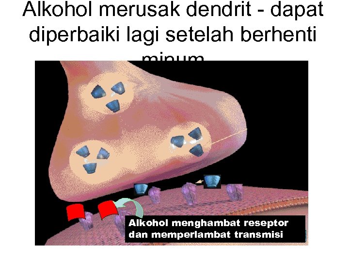 Alkohol merusak dendrit - dapat diperbaiki lagi setelah berhenti minum Alkohol menghambat reseptor dan