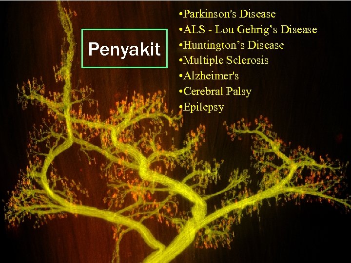 Penyakit • Parkinson's Disease • ALS - Lou Gehrig’s Disease • Huntington’s Disease •