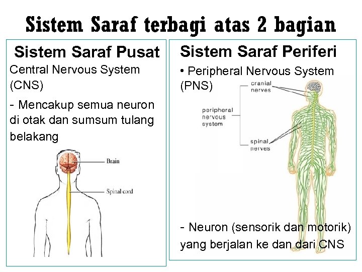 Sistem Saraf terbagi atas 2 bagian Sistem Saraf Pusat Central Nervous System (CNS) Sistem