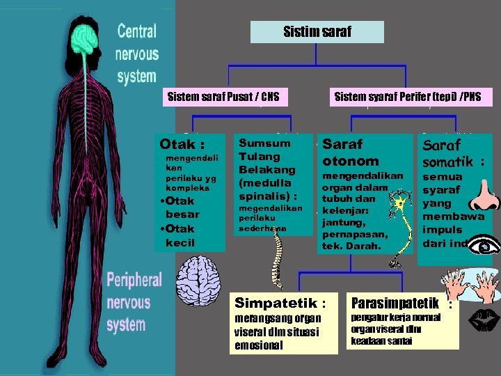 Sistim saraf Sistem saraf Pusat / CNS Otak : mengendali kan perilaku yg kompleks