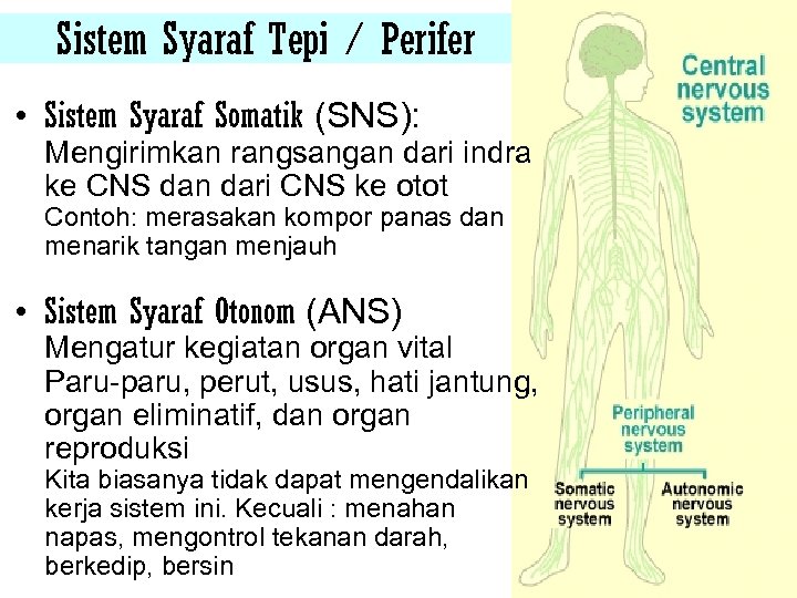 Sistem Syaraf Tepi / Perifer • Sistem Syaraf Somatik (SNS): Mengirimkan rangsangan dari indra