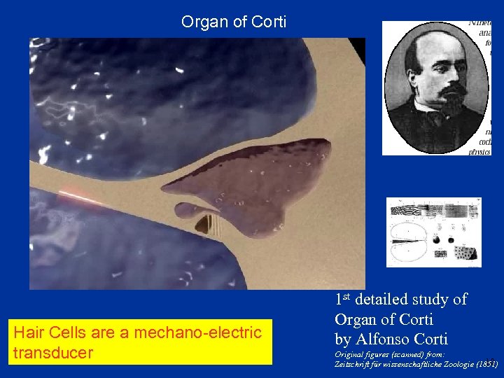 Organ of Corti Hair Cells are a mechano-electric transducer 1 st detailed study of