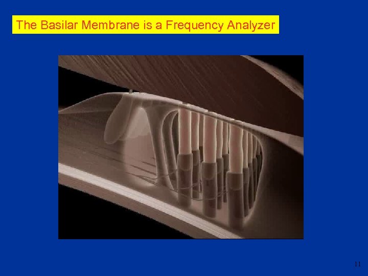 The Basilar Membrane is a Frequency Analyzer 11 