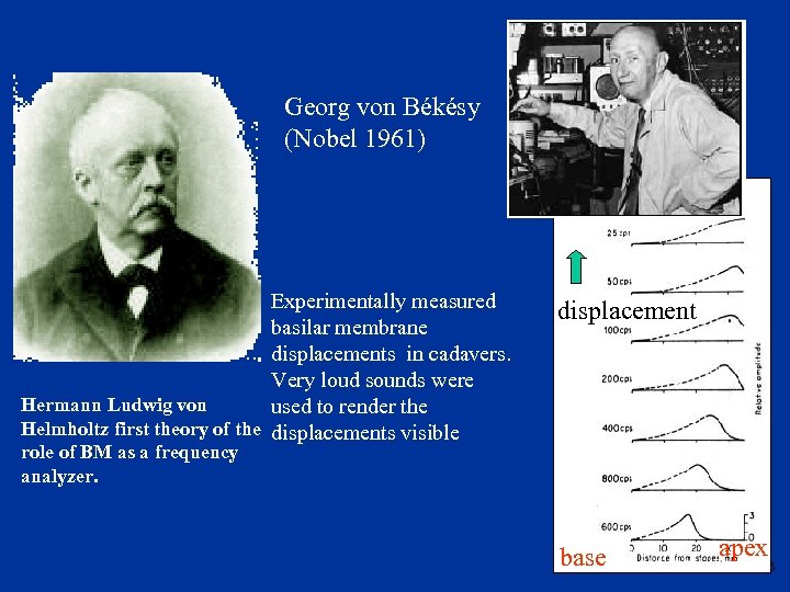 Georg von Békésy (Nobel 1961) Experimentally measured basilar membrane displacements in cadavers. Very loud