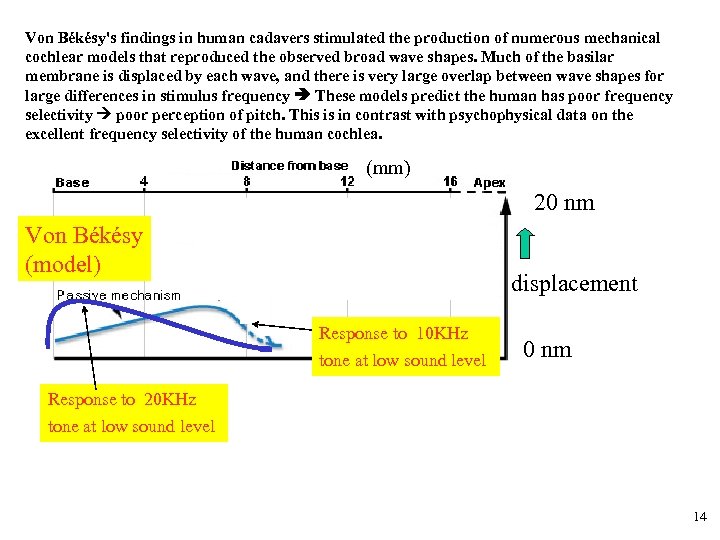 Von Békésy's findings in human cadavers stimulated the production of numerous mechanical cochlear models