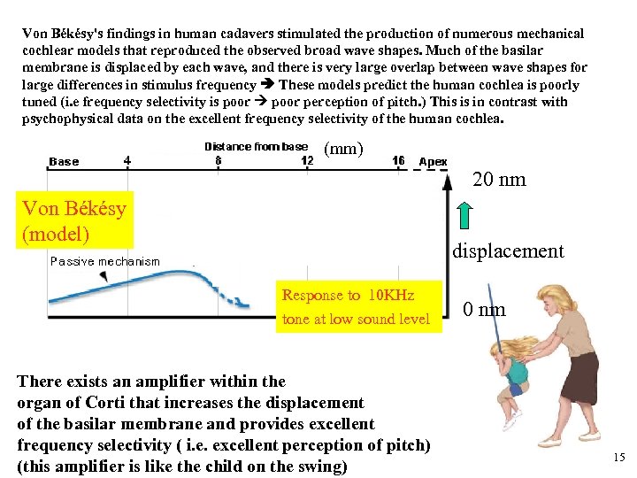 Von Békésy's findings in human cadavers stimulated the production of numerous mechanical cochlear models